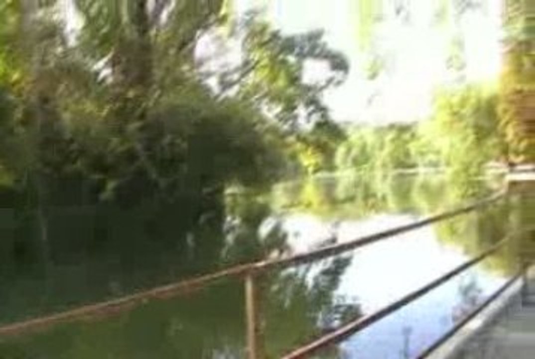 Ducks on The Lacke
