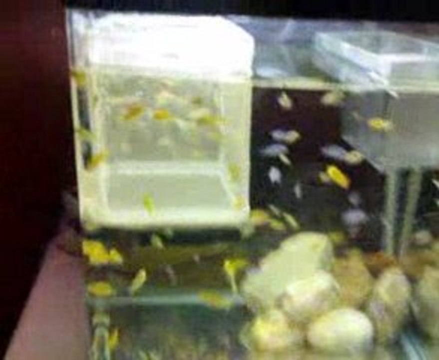 Karışık Malawi Tankım (akvaryum)