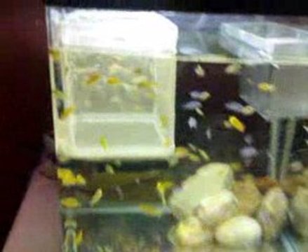 Karışık Malawi Tankım (akvaryum)