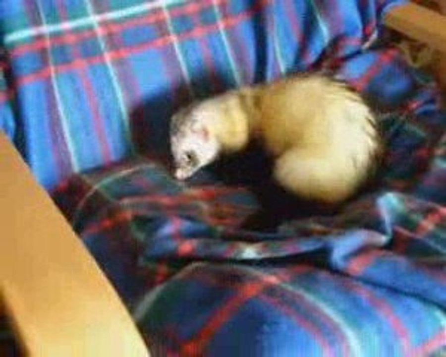 Chiper, mon furet.