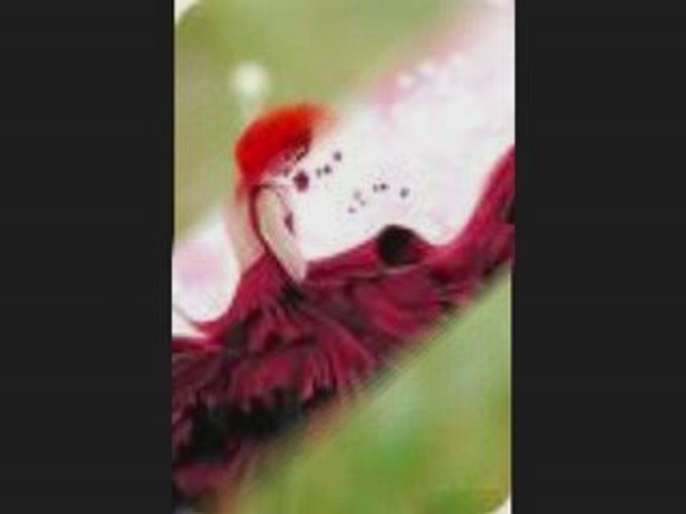 LAYD İN RED