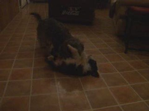 Babou, teckel nain à poil durs et chiots Bearded Collie