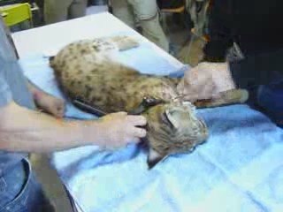 LYNX équipé d'une Balise Argos GPS