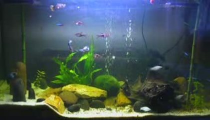 Mon aquarium