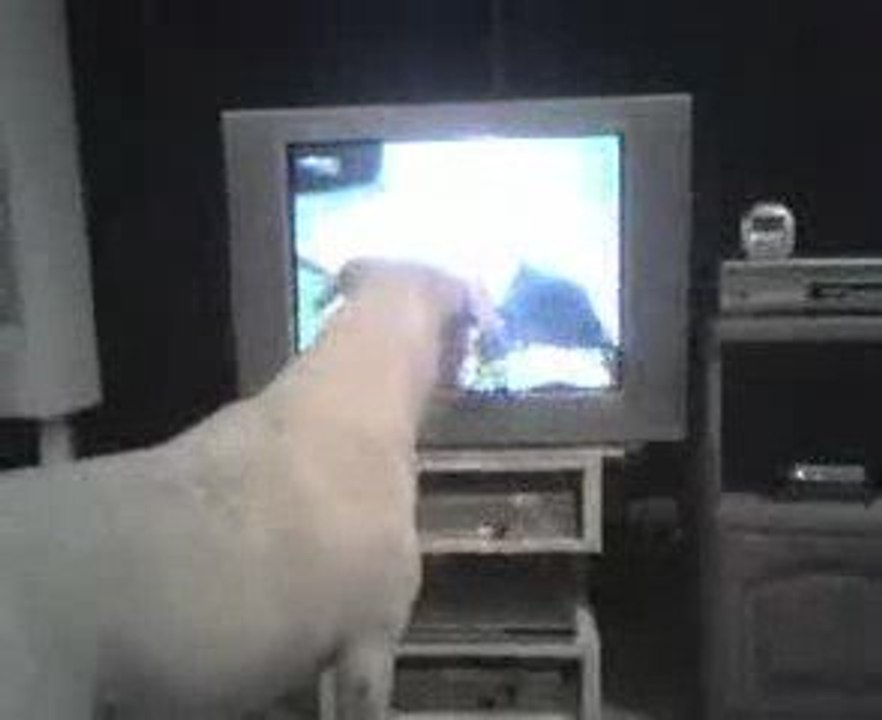 my dog trying to catch a football thrown on t.v