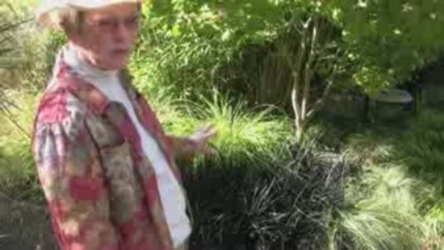 Ornamental Grasses with Japanese Maple