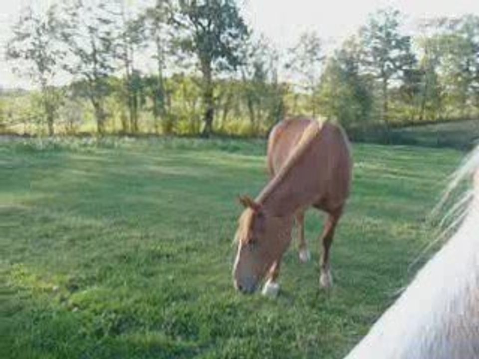 La gourmandise selon Frivole