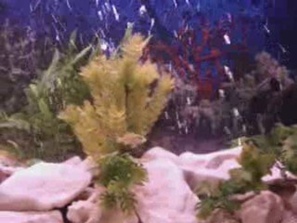 mes poissons de malawi