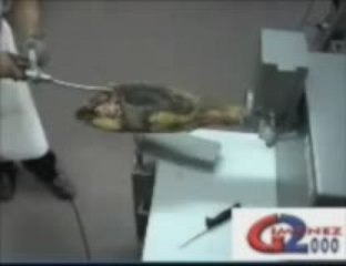 Gubia neumática para jamones y paletillas