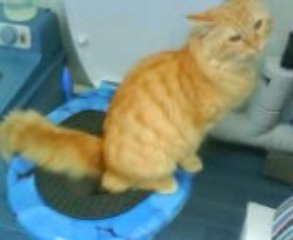 Ramsès le chat fait pipi