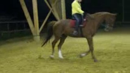 Travail au trot Iris
