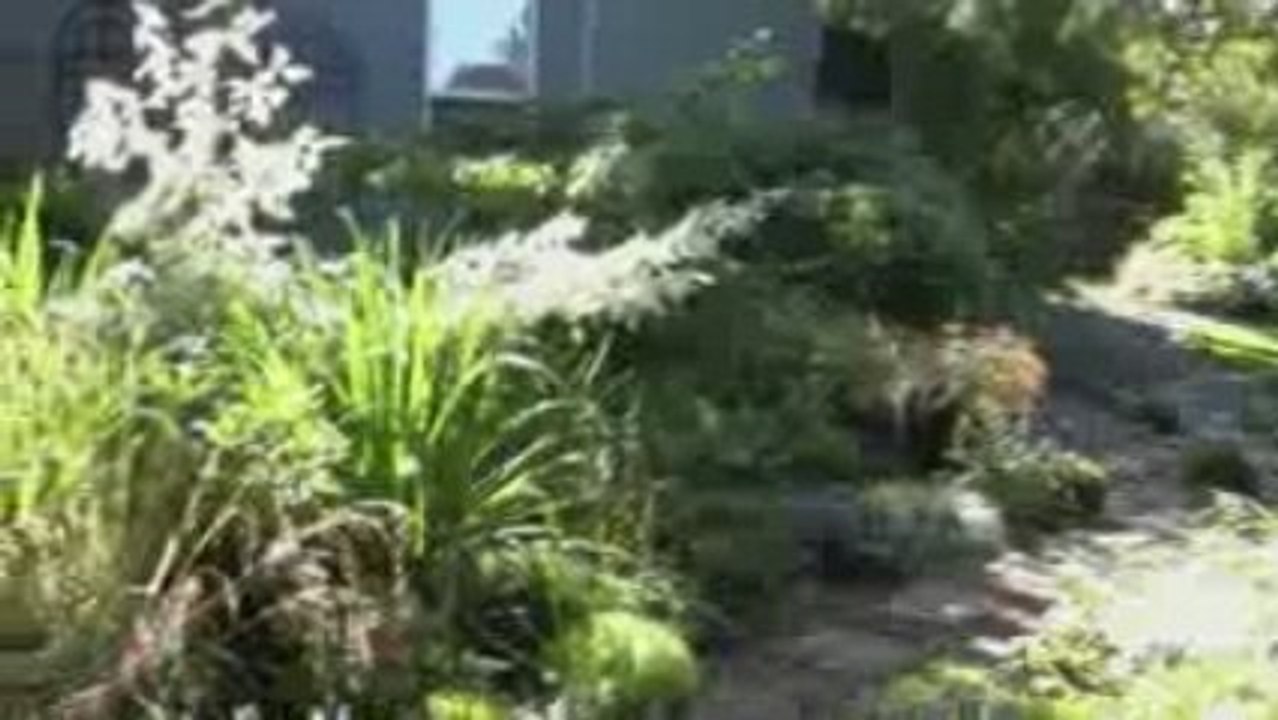 Dancing Ornamental Grasses