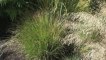 Ornamental Grasses Virtual Tour - Tall Grasses