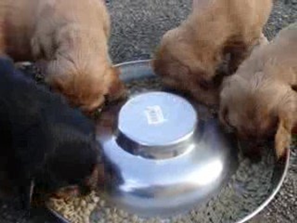 1er repas croquetes de nos chiots