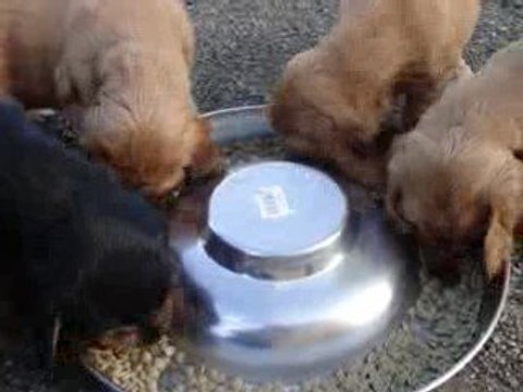 1er repas croquetes de nos chiots