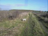 gipsy (Jack Russel) 2009