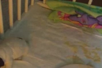 LA première portée de Kap'KanaY à 3 semaines