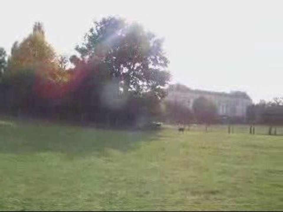 Truffe fait le chien de troupeau