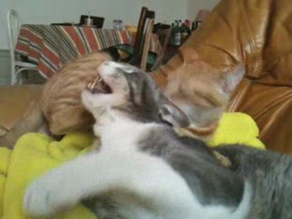 Marcel et Galipette-Chopin s'aiment très fort