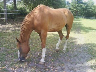 Puisque c'est toi que j'aime (L)