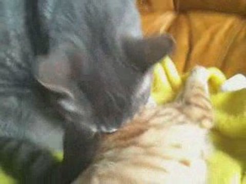 Marcel prend soin de Galipette-Chopin