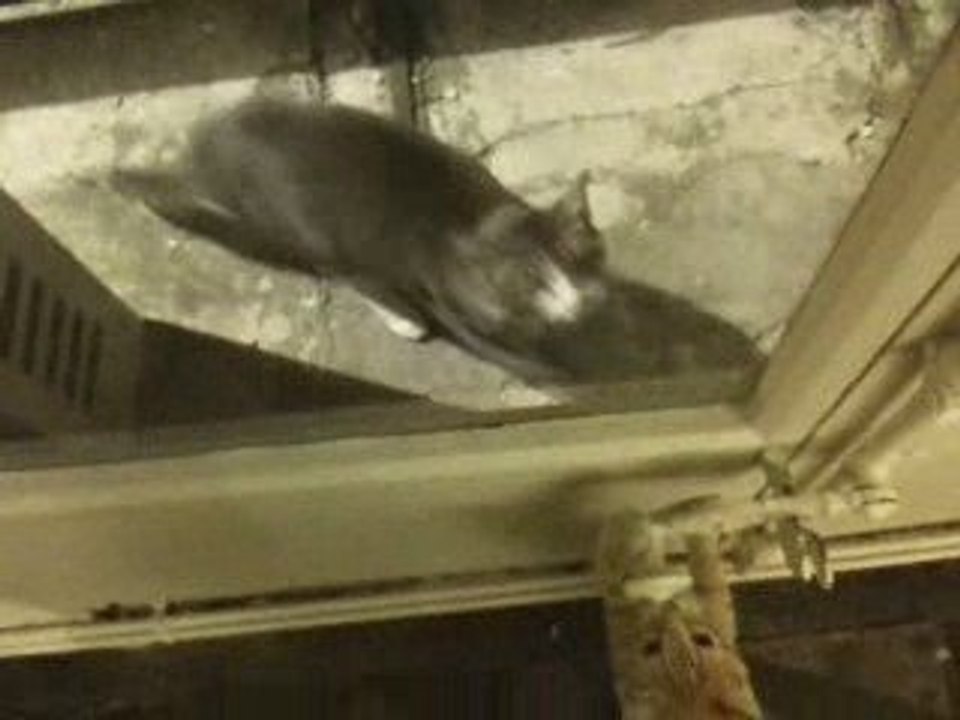 Marcel et galipette-chopin, séparés...