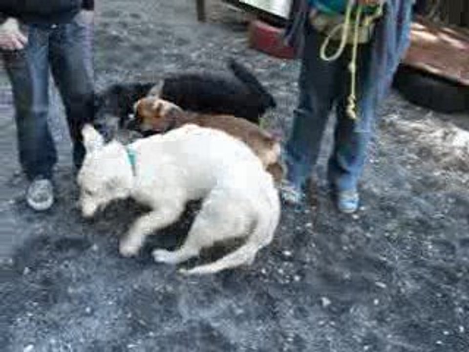 ecole du chiot, octobre 2009