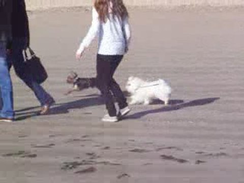 Cachou, bichon maltais, à la plage de la Baule