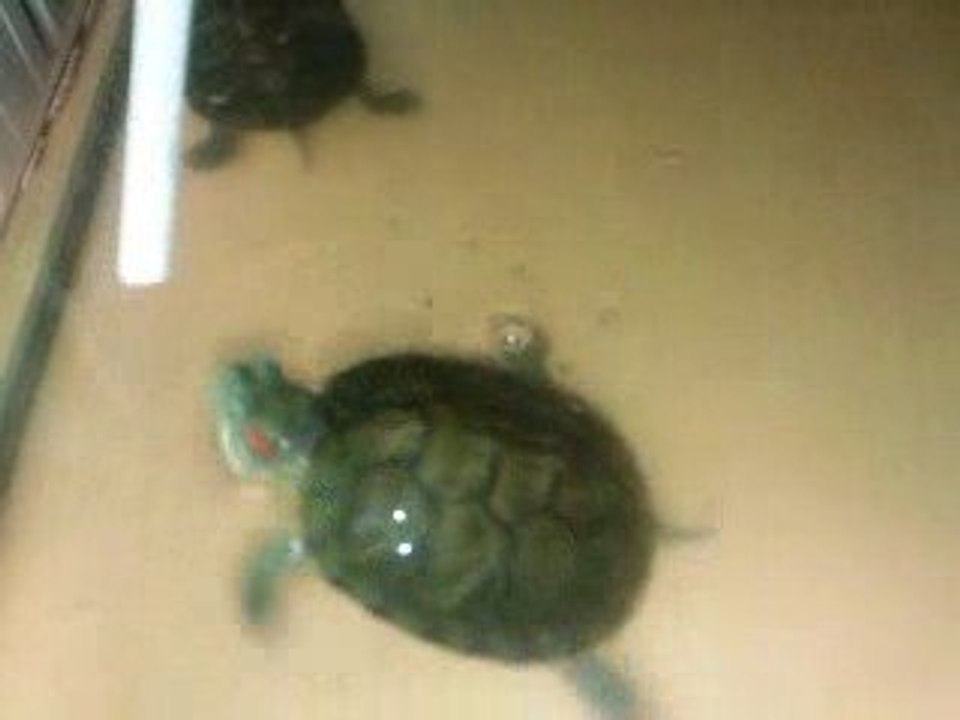 Leonardo & Raphael 2