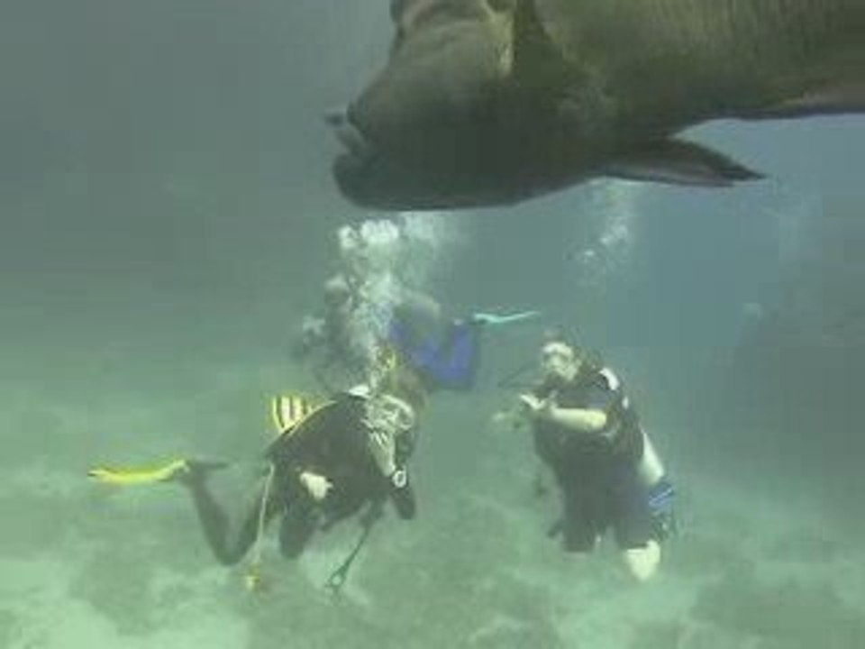 Un petit Bout d'Egypte (Safaga 2008)