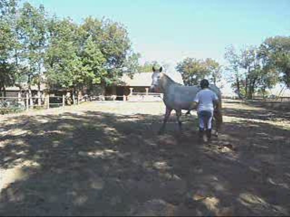 réglisse en ethologie