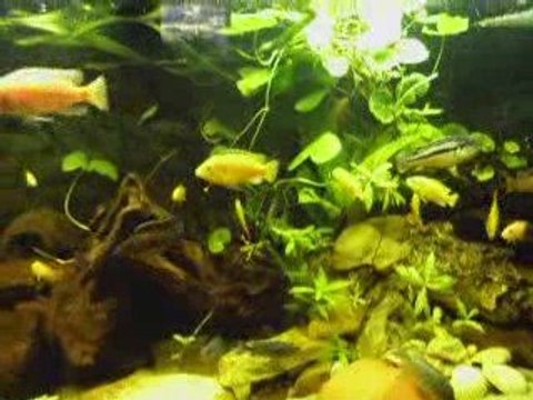 Aquarium Cichlidés Africains et Américains de Djah Olive