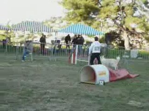 Aster - Open Ollioules