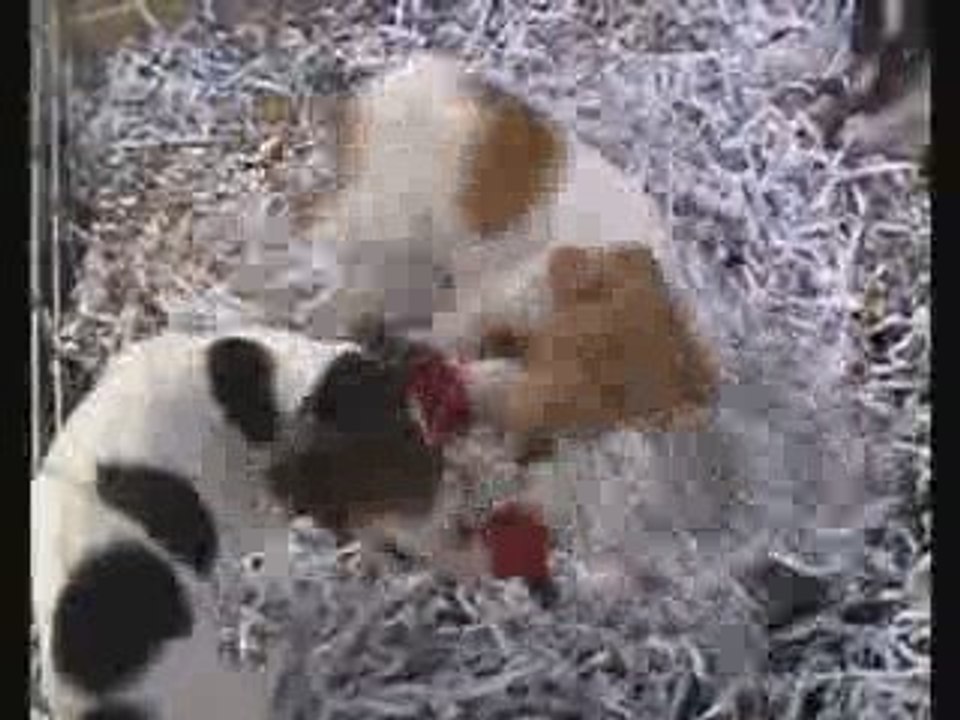 animaux_bolmon