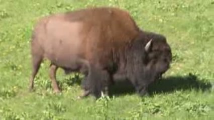 Voyage Yellowstone Jour j+5 (1)