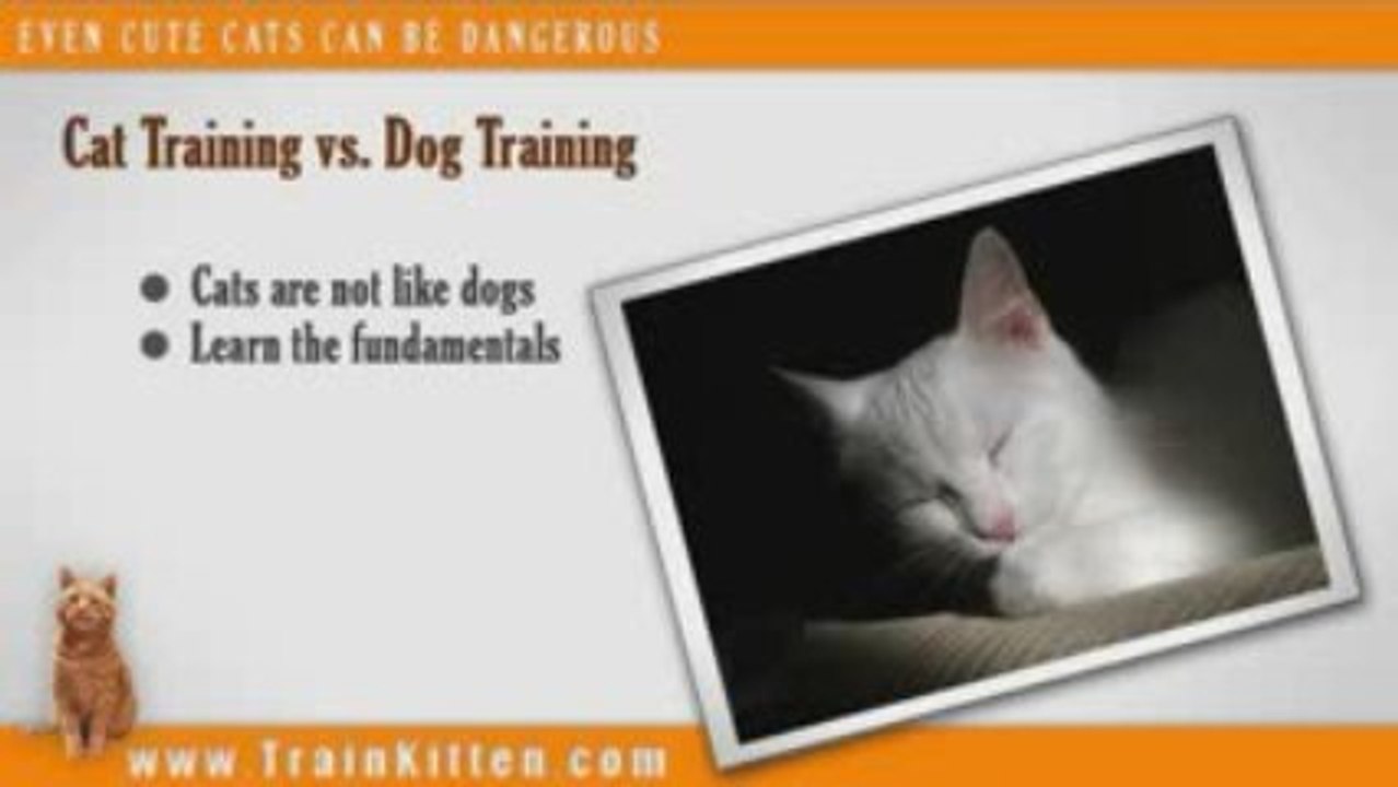 Cute Kitty Danger - Train Kitten