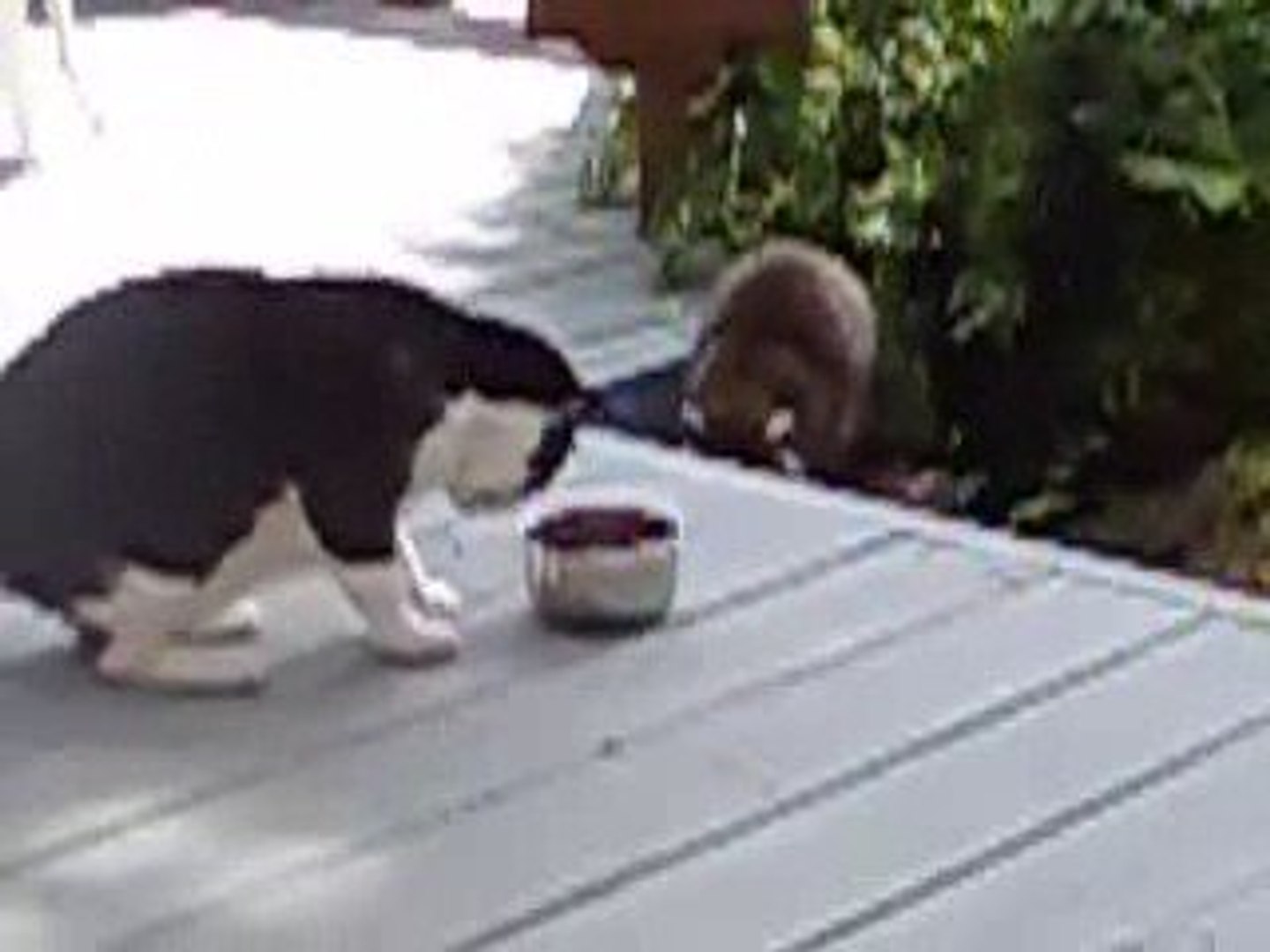 chat vs raton laveur