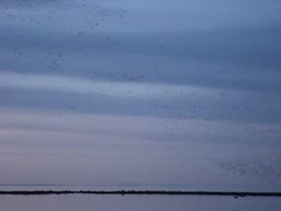 Oies des neiges sur le Saint Laurent