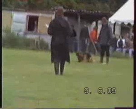 Berger allemand de la maison du prince en ring