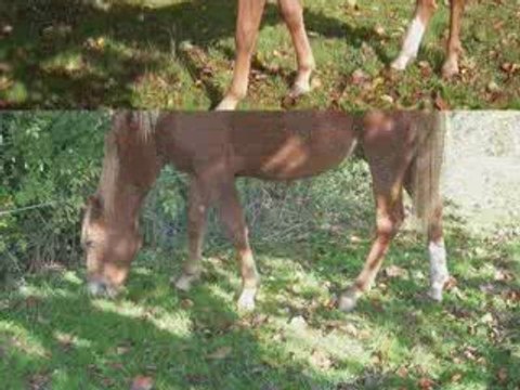 ulis au repos apres castration