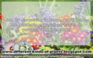Choosing a Different Kinds Of Plants that is Perfect for You