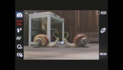 Funny Snails Taking Self Portraits