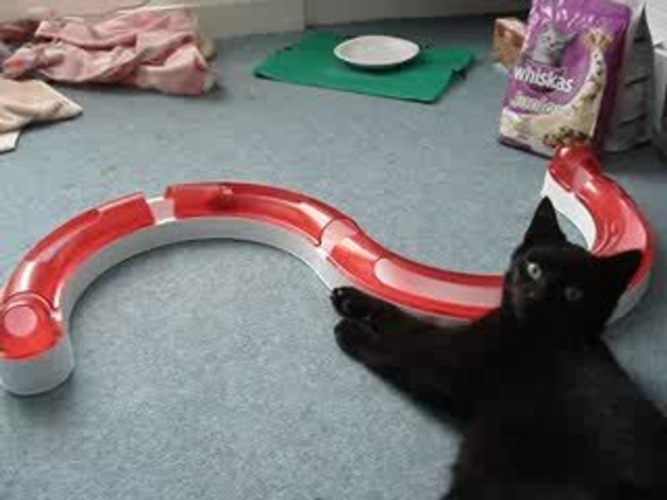 Kawa filmé par Mathilde - Adopté ce 24/10 !