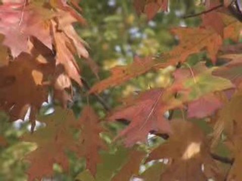 Carbone 42 - Pourquoi les feuilles tombent en automne ?