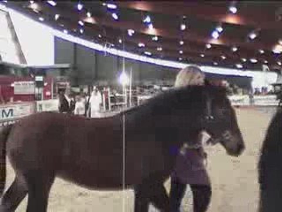 presentation irish cob