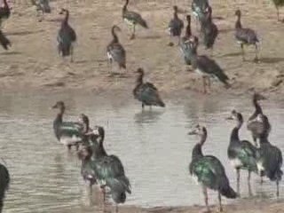 Tourisme Nord Cameroun Parc de Waza