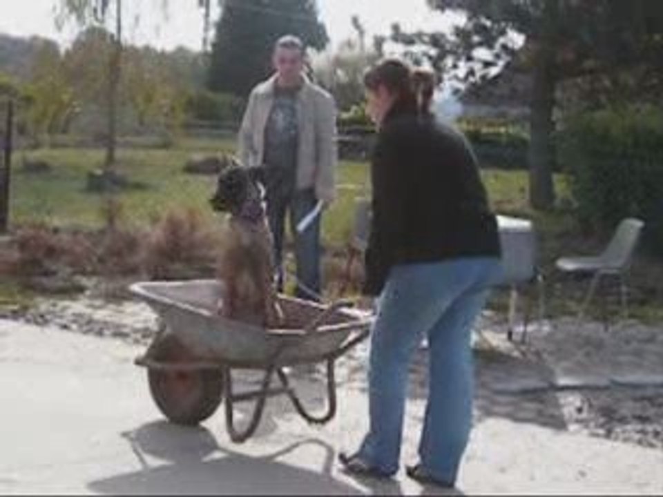 Concours canin Landelies 18/10/2009