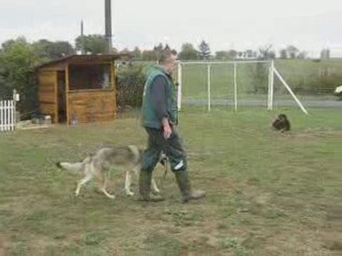 Loup Tchèque A.G.E.C.