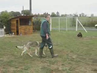 Loup Tchèque  A.G.E.C.