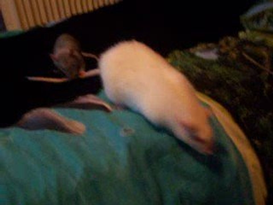 Présentation Sharingan-Tsukiyo jour 3 (part 2)